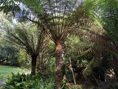 The gardens of Coleton Fishacre - we popped in the back gate for a quick look!